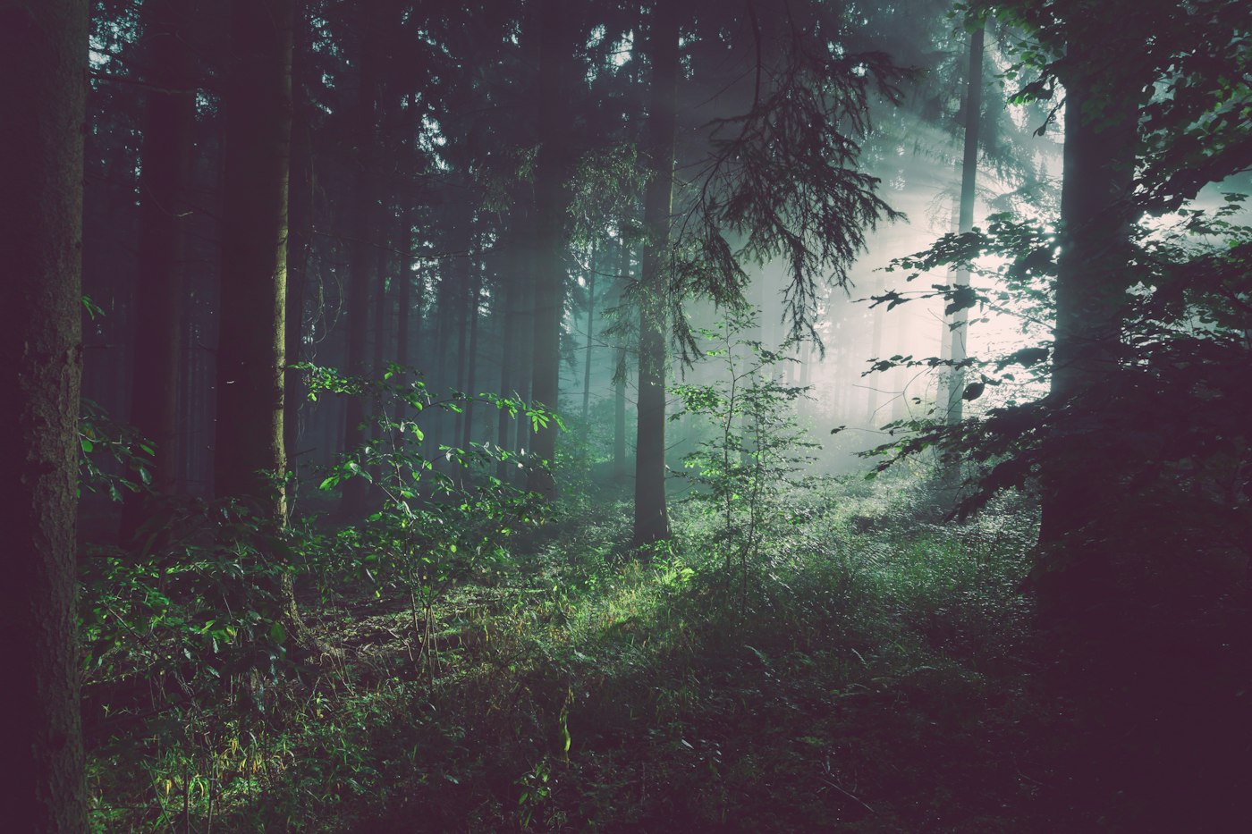 A tall forest canopy